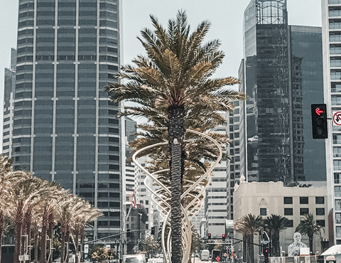 Busy palm tree lined city street with high-rise buildings in the background